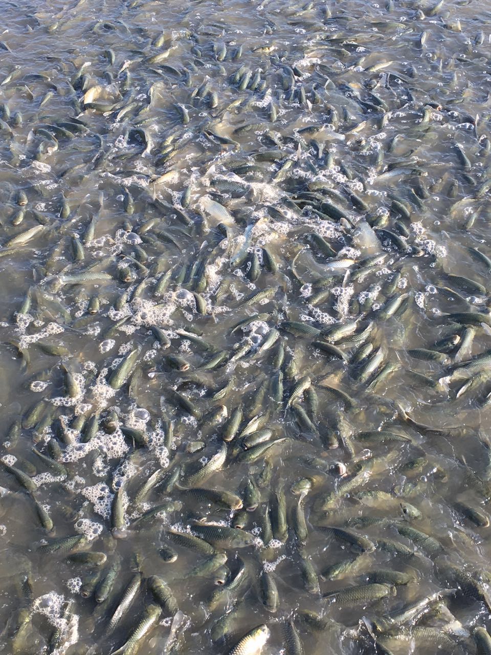 草鱼吃食